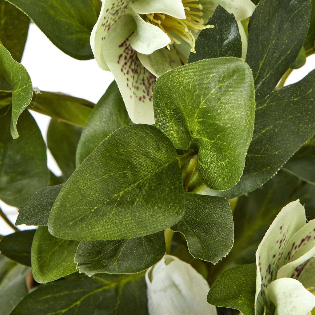 Green Hellebore Plant In Taupe Pot - Green