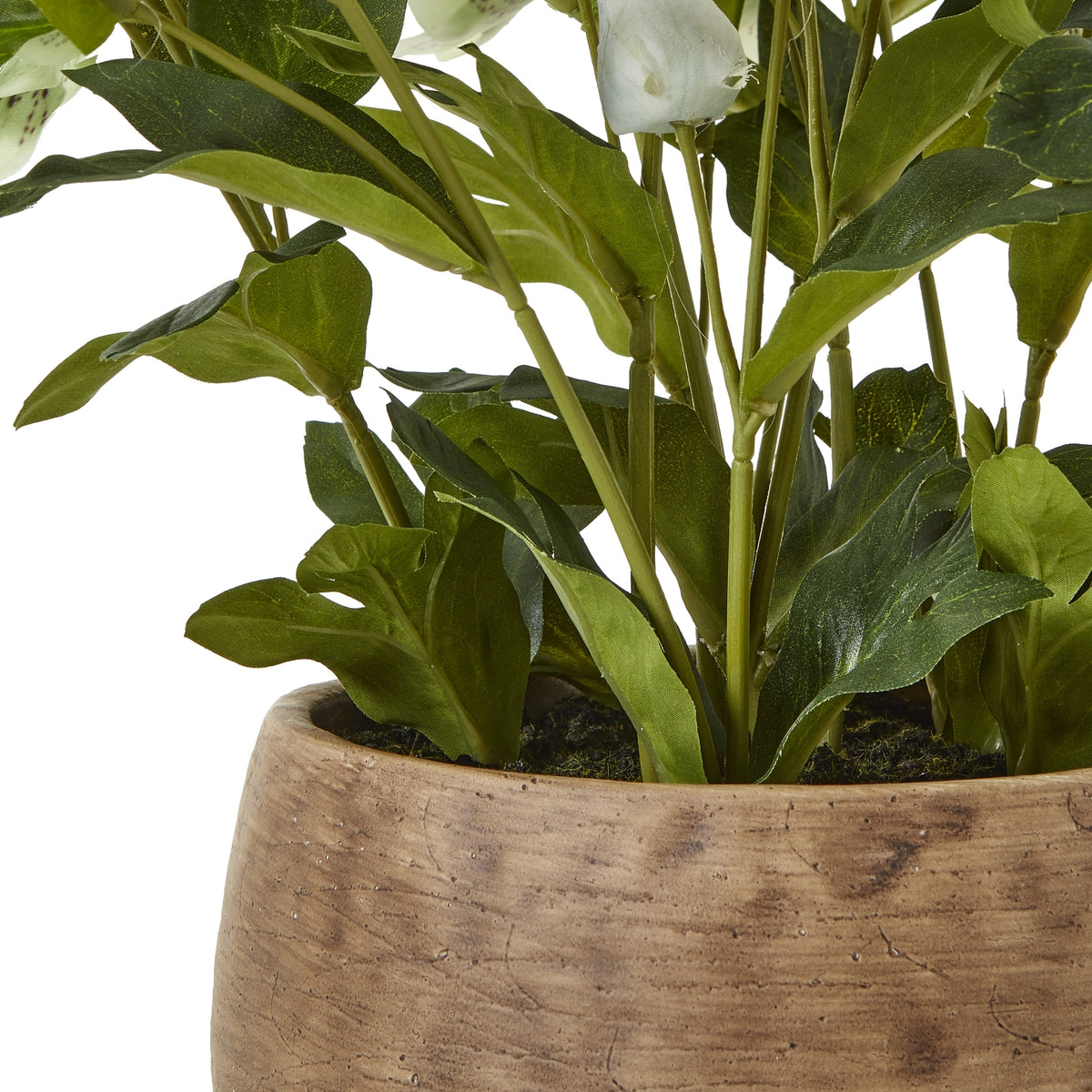 Green Hellebore Plant In Taupe Pot - Green