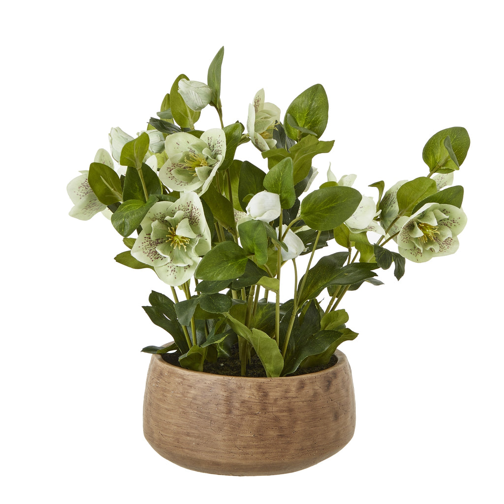 Green Hellebore Plant In Taupe Pot - Green