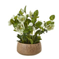 Green Hellebore Plant In Taupe Pot - Green