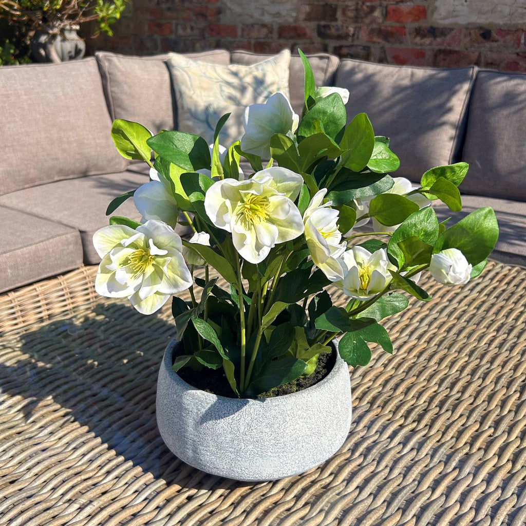 White Hellebore Plant In Grey Pot - White