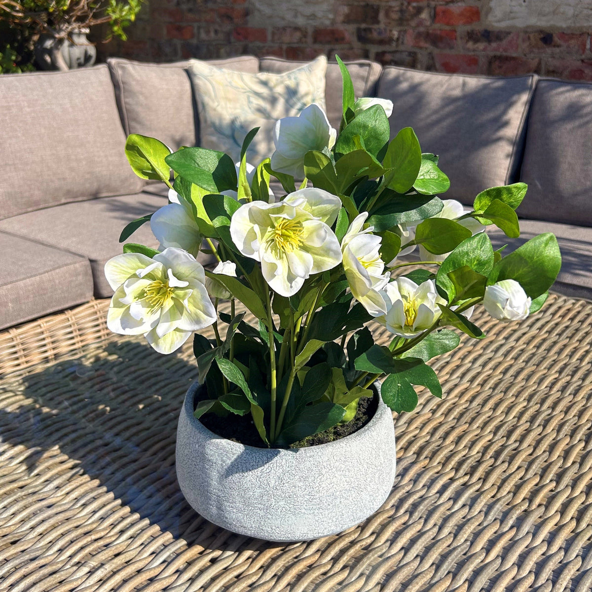White Hellebore Plant In Grey Pot - White