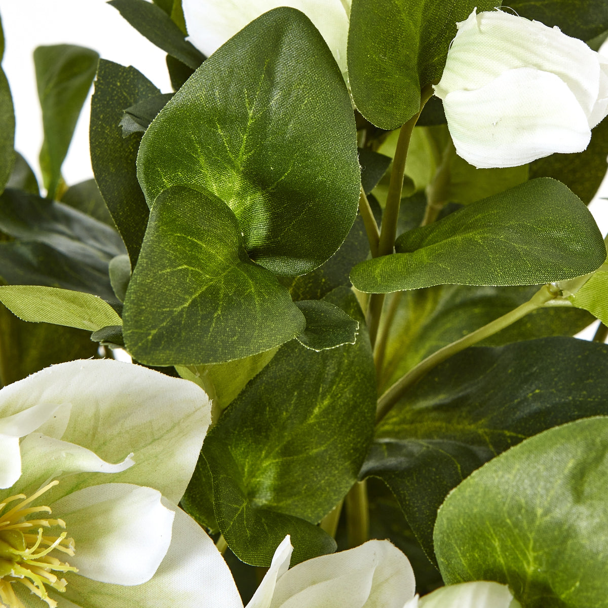 White Hellebore Plant In Grey Pot - White