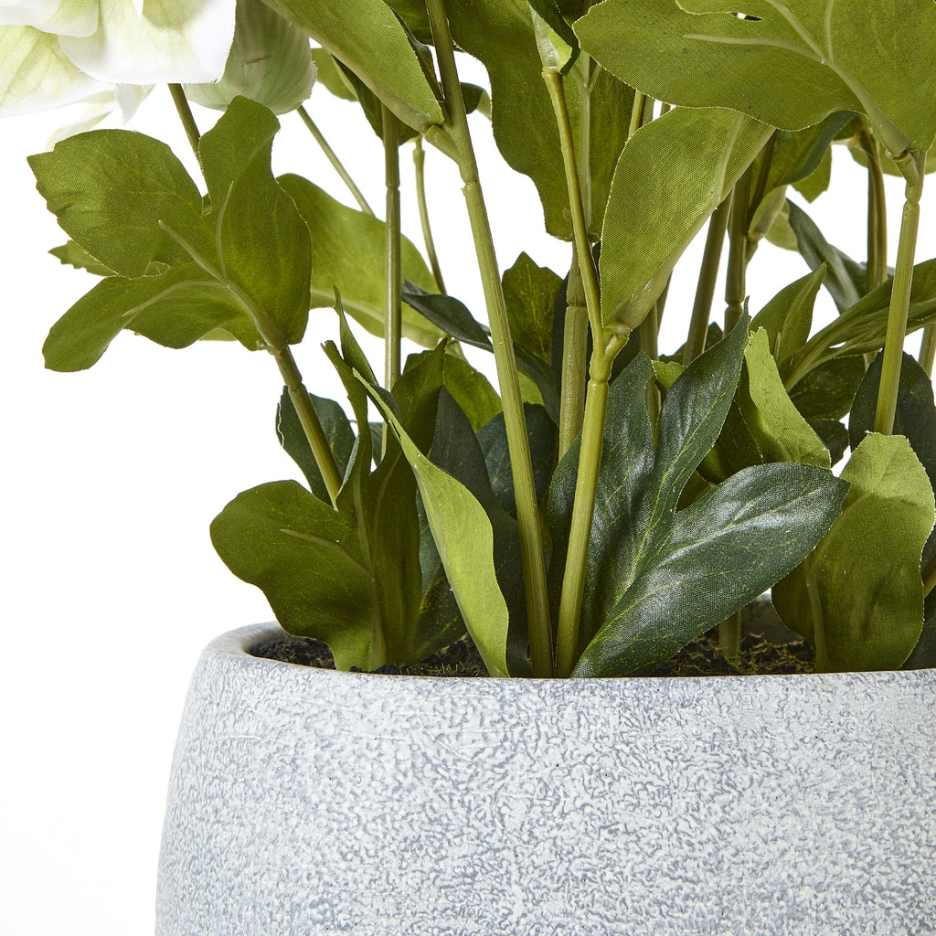 White Hellebore Plant In Grey Pot - White