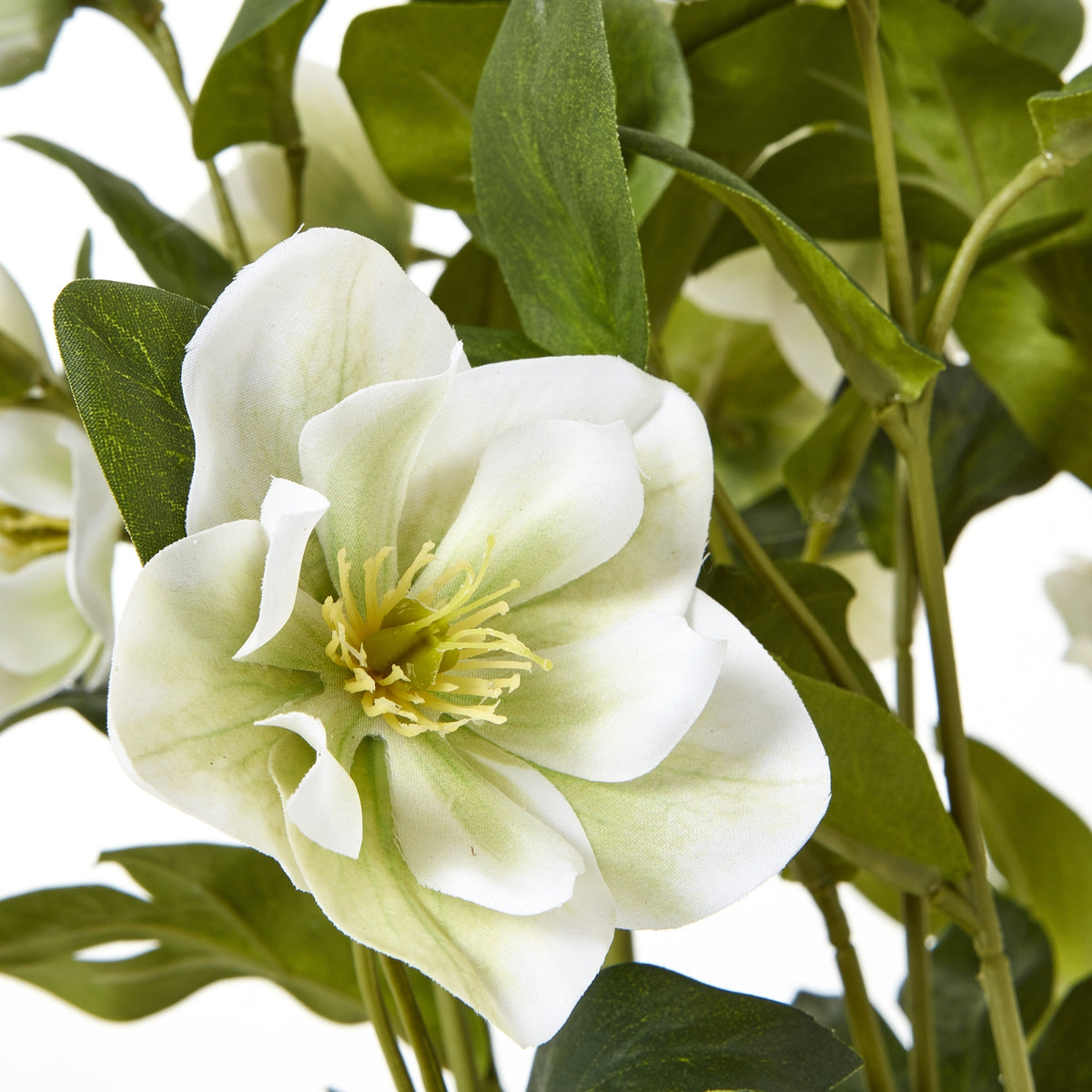White Hellebore Plant In Grey Pot - White