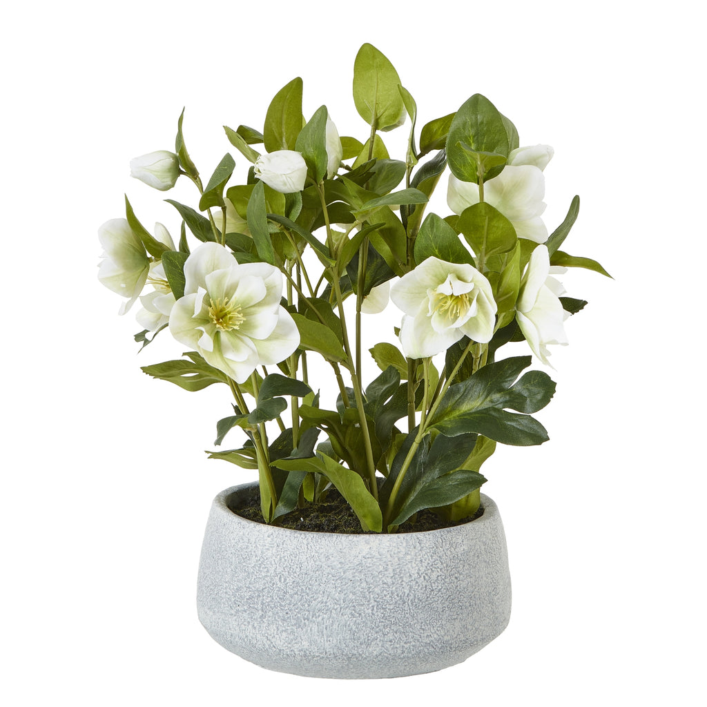 White Hellebore Plant In Grey Pot - White