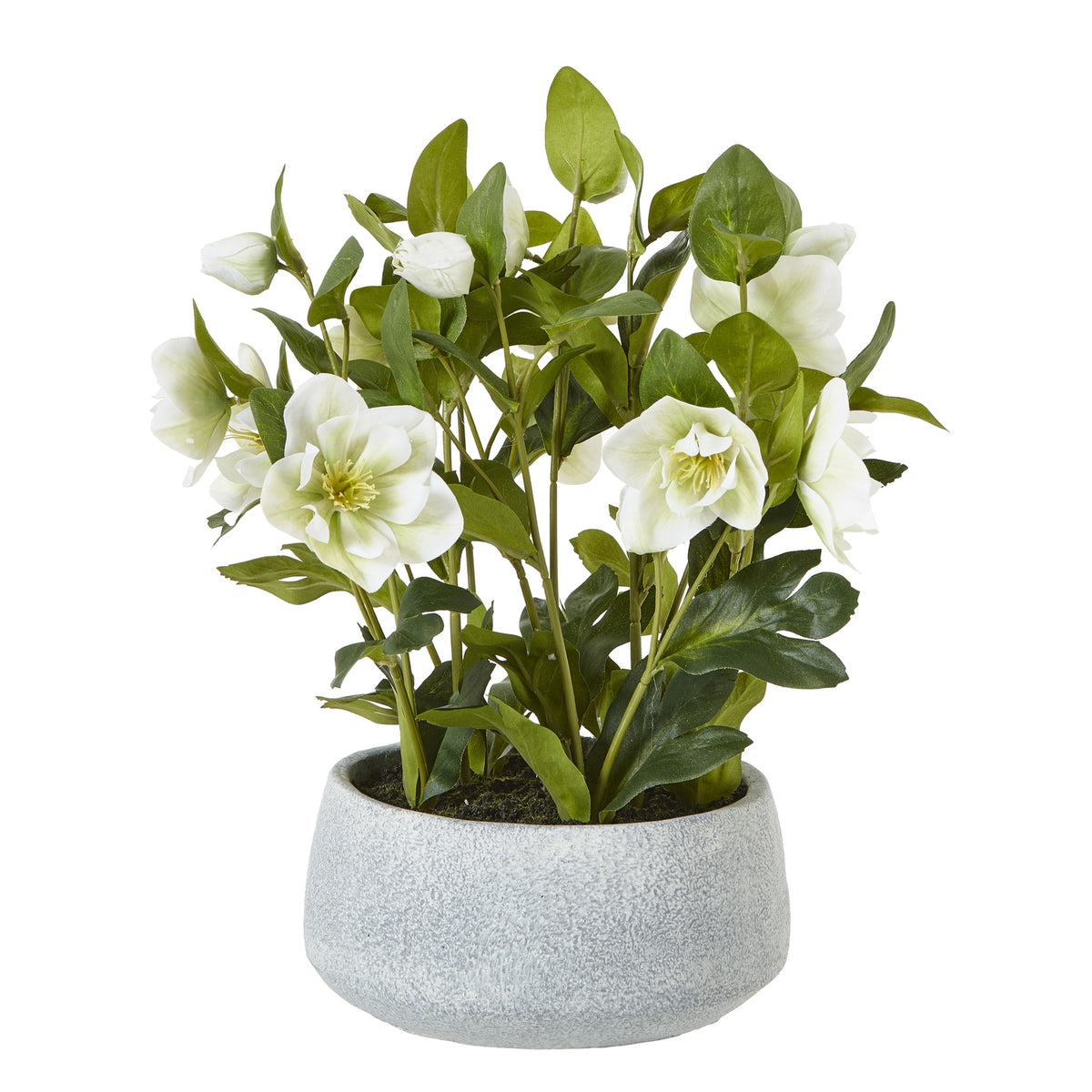 White Hellebore Plant In Grey Pot - White