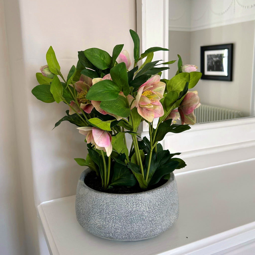 Variegated Pink Hellebore Plant In Grey Pot - Pink
