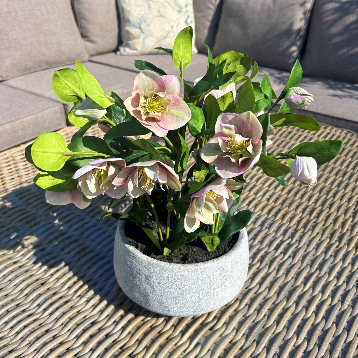 Variegated Pink Hellebore Plant In Grey Pot - Pink