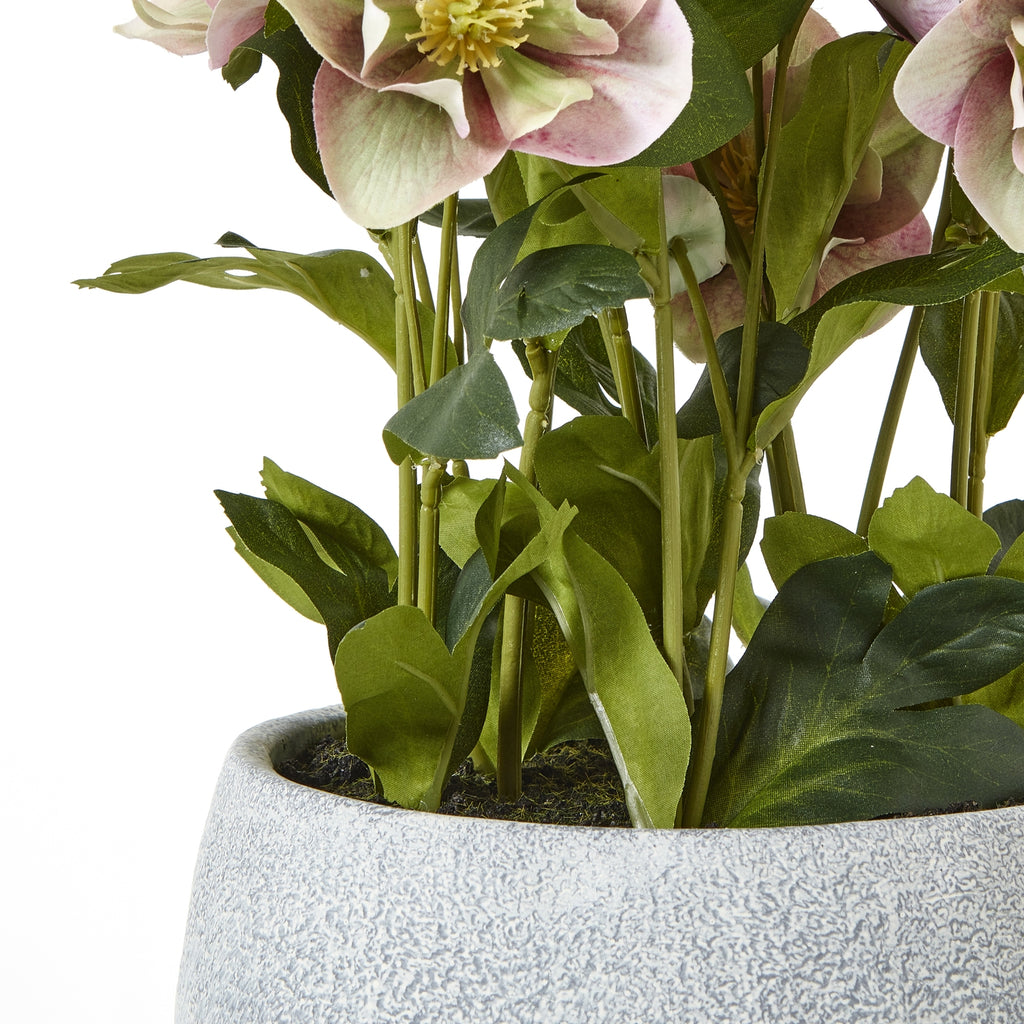 Variegated Pink Hellebore Plant In Grey Pot - Pink