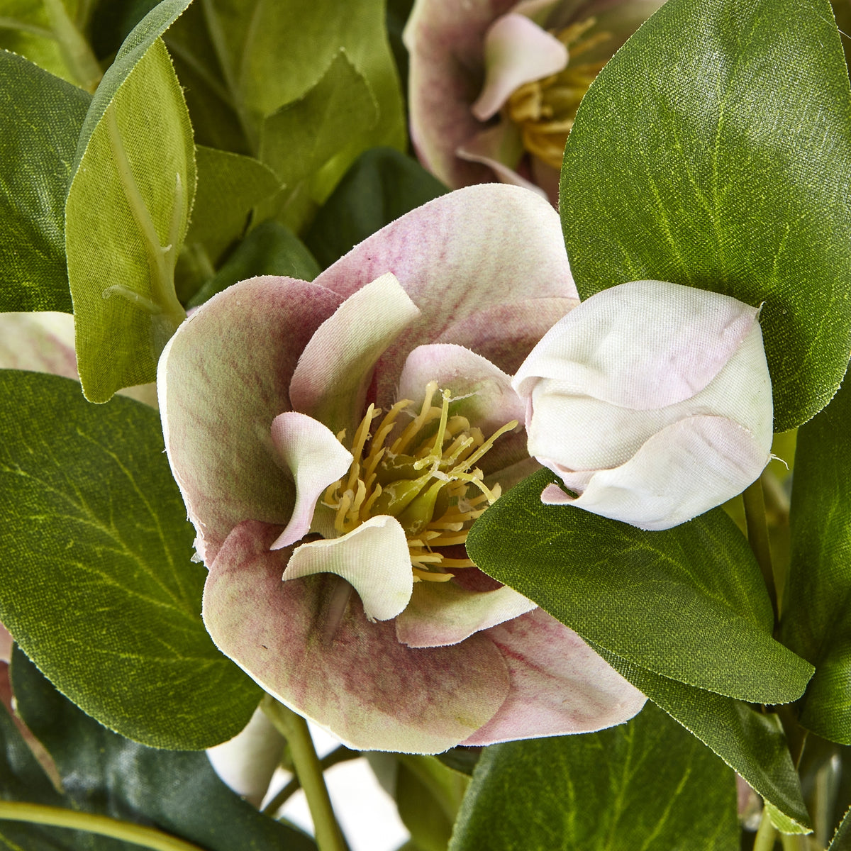 Variegated Pink Hellebore Plant In Grey Pot - Pink