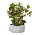 Variegated Pink Hellebore Plant In Grey Pot - Pink