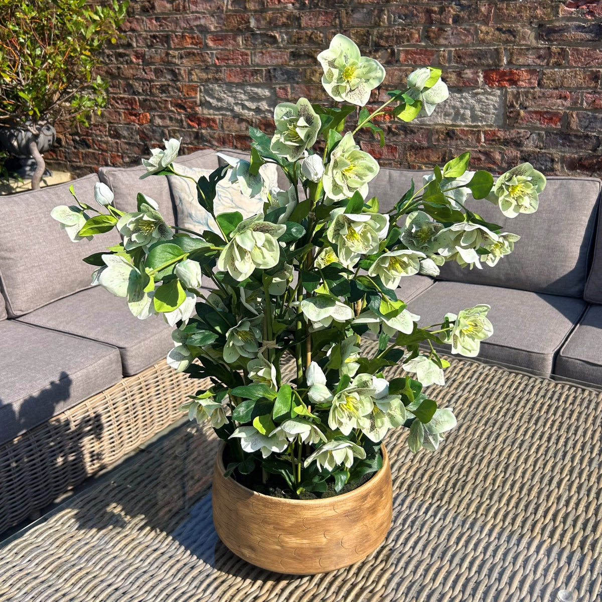 Large Green Hellebore In Taupe Pot - Green