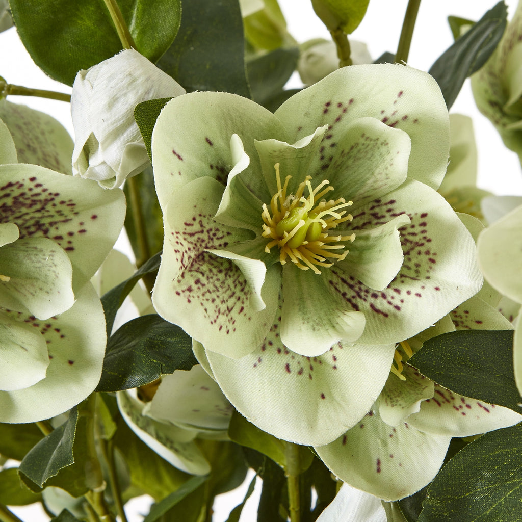Large Green Hellebore In Taupe Pot - Green