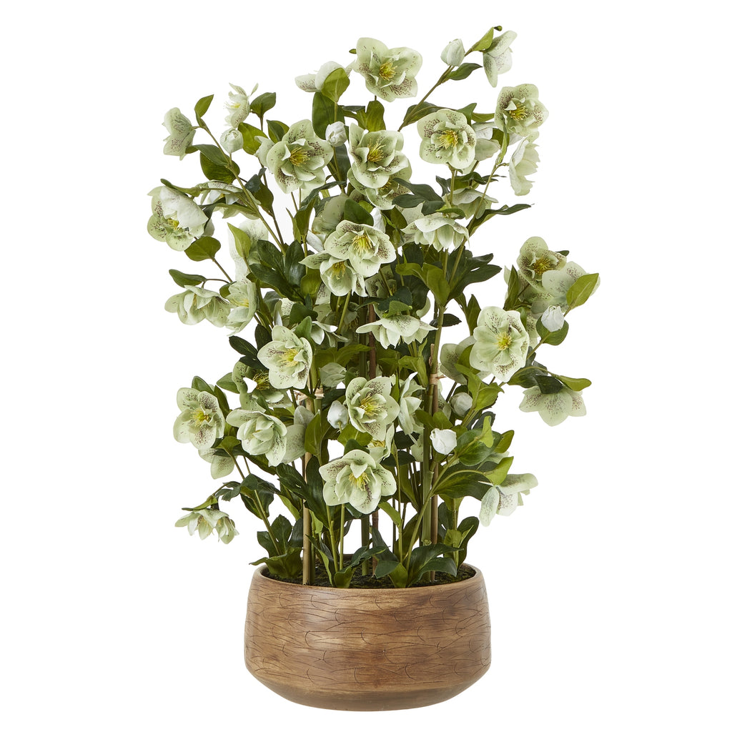Large Green Hellebore In Taupe Pot - Green
