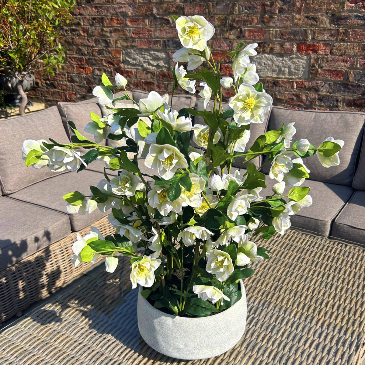 Large White Hellebore In Grey Pot - White