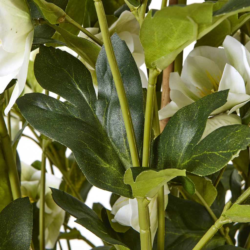 Large White Hellebore In Grey Pot - White