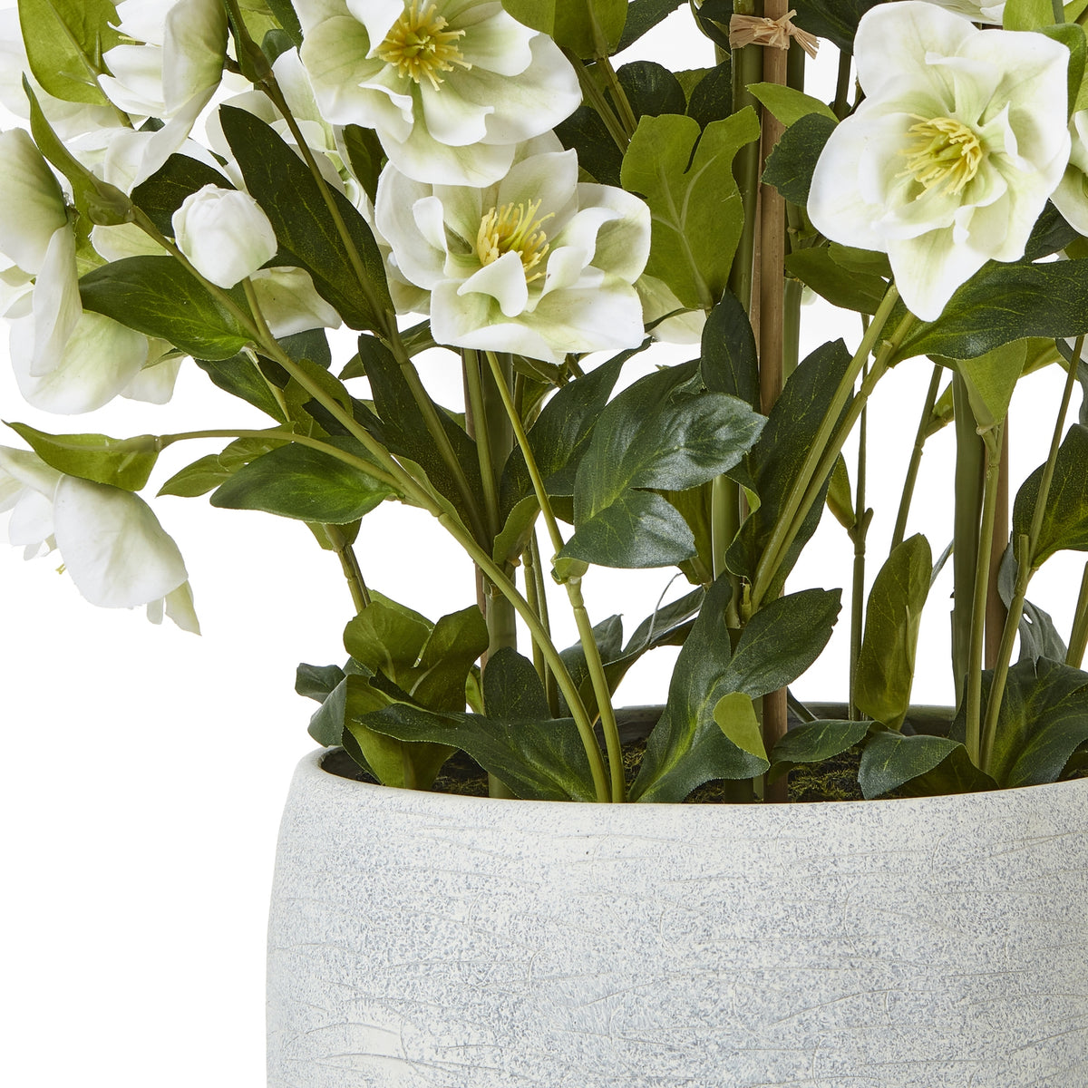 Large White Hellebore In Grey Pot - White