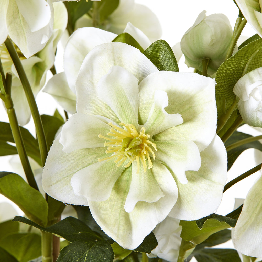 Large White Hellebore In Grey Pot - White