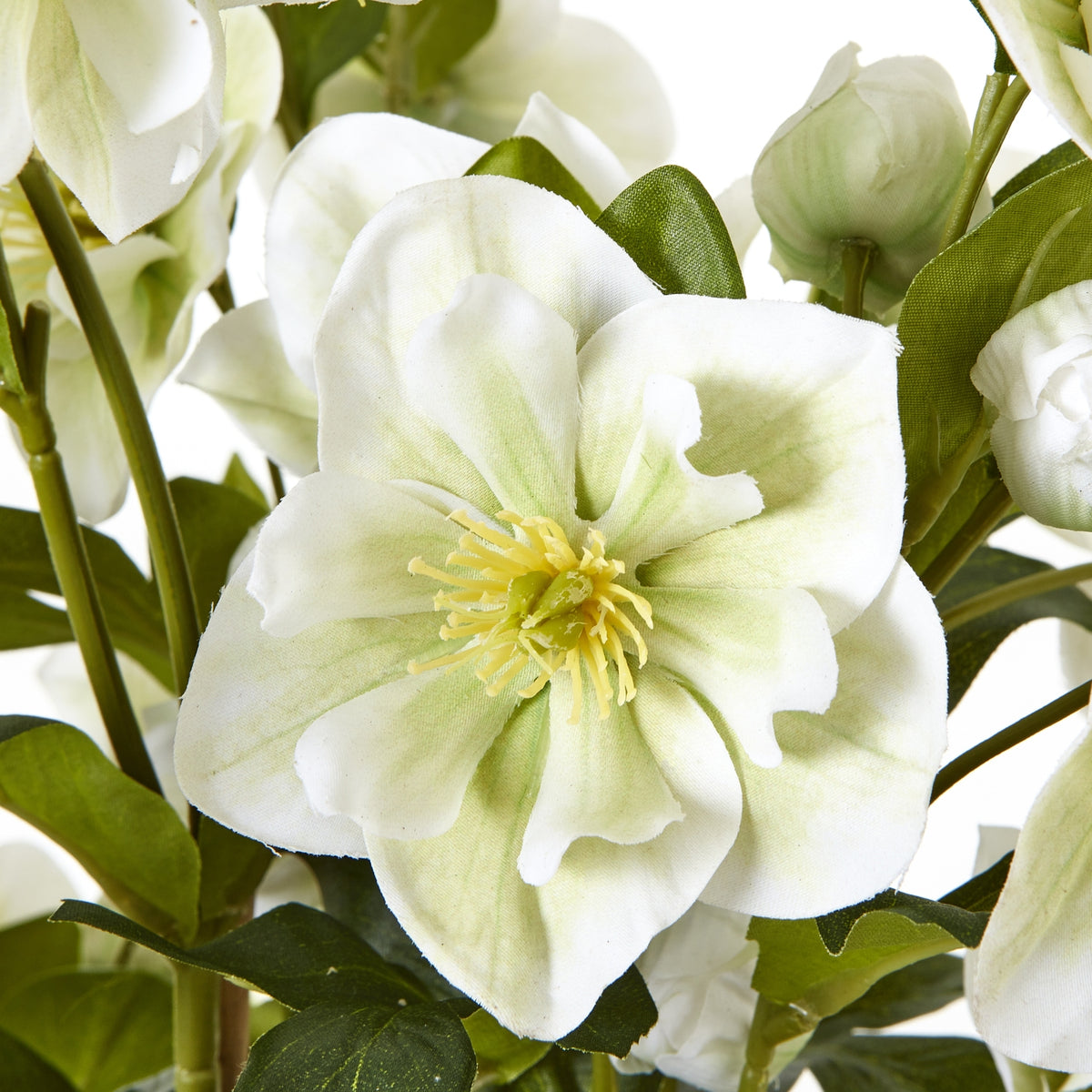 Large White Hellebore In Grey Pot - White