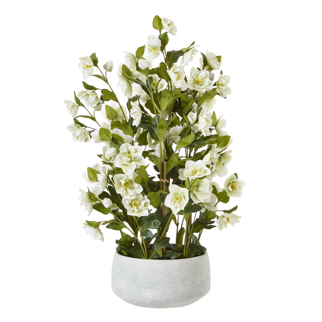 Large White Hellebore In Grey Pot - White