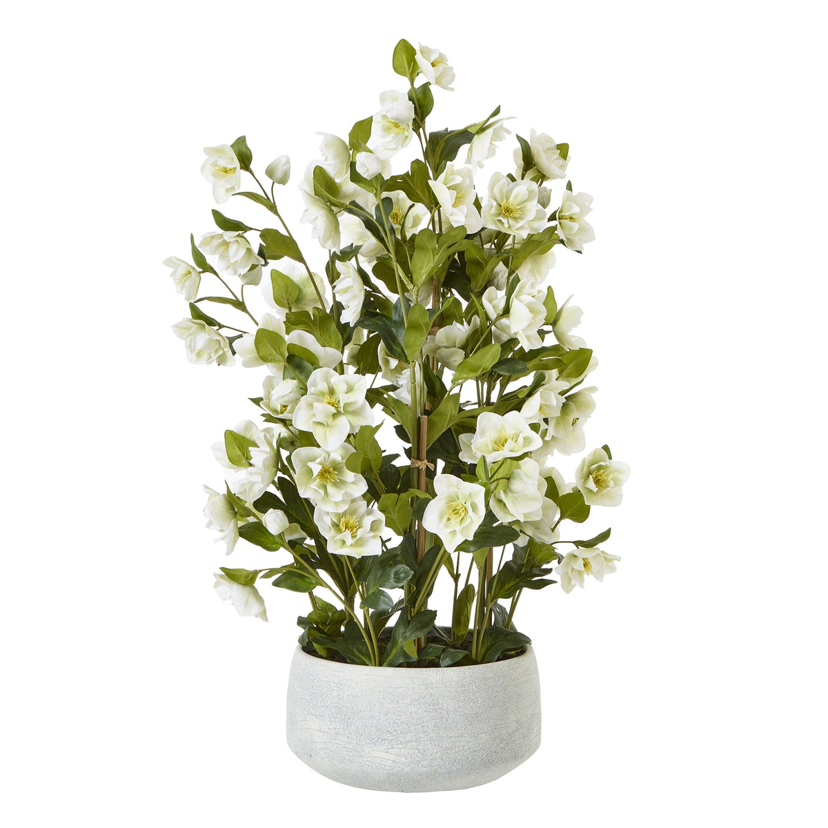 Large White Hellebore In Grey Pot - White