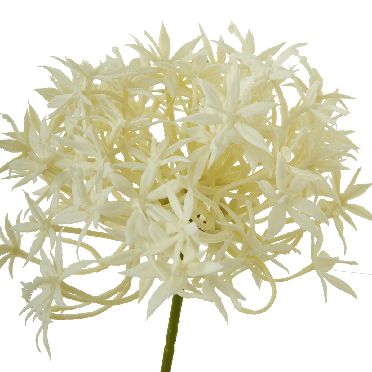 Cream Allium Spray