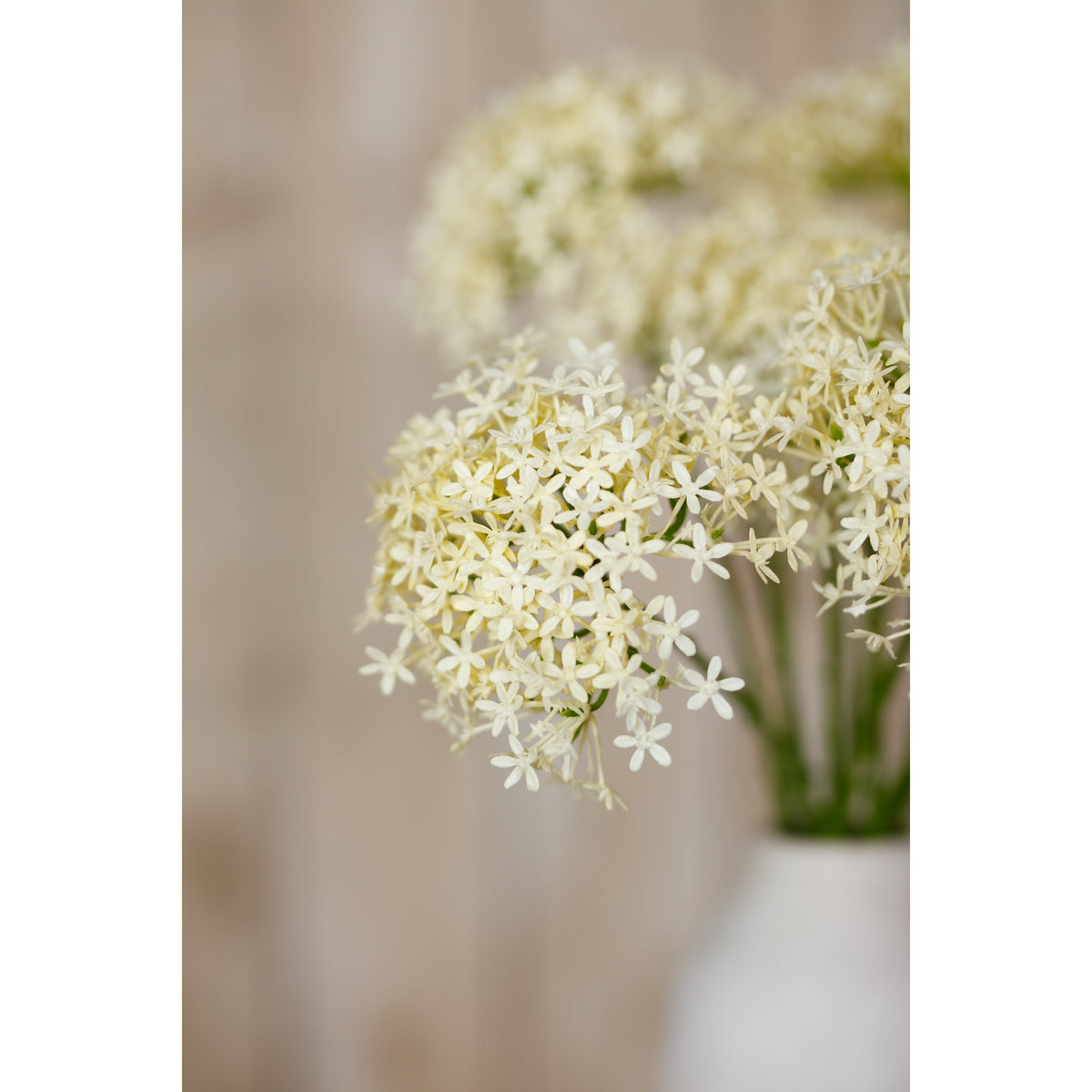 Cream Allium Spray
