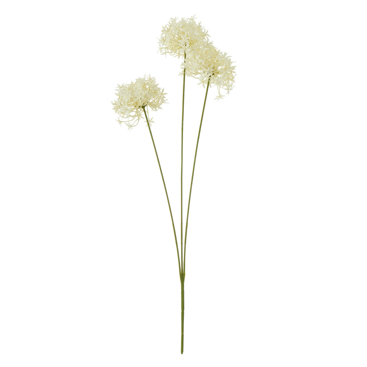 Cream Allium Spray