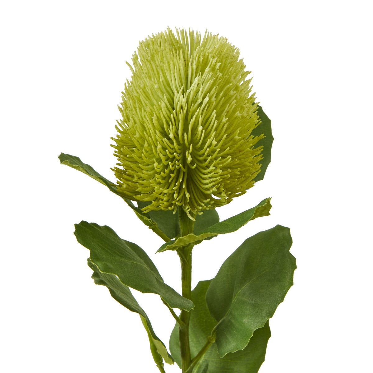 Large Green Banksia Serrata Stem