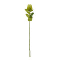 Green Banksia Stem - Green