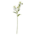 Cream Gloriosa Spray