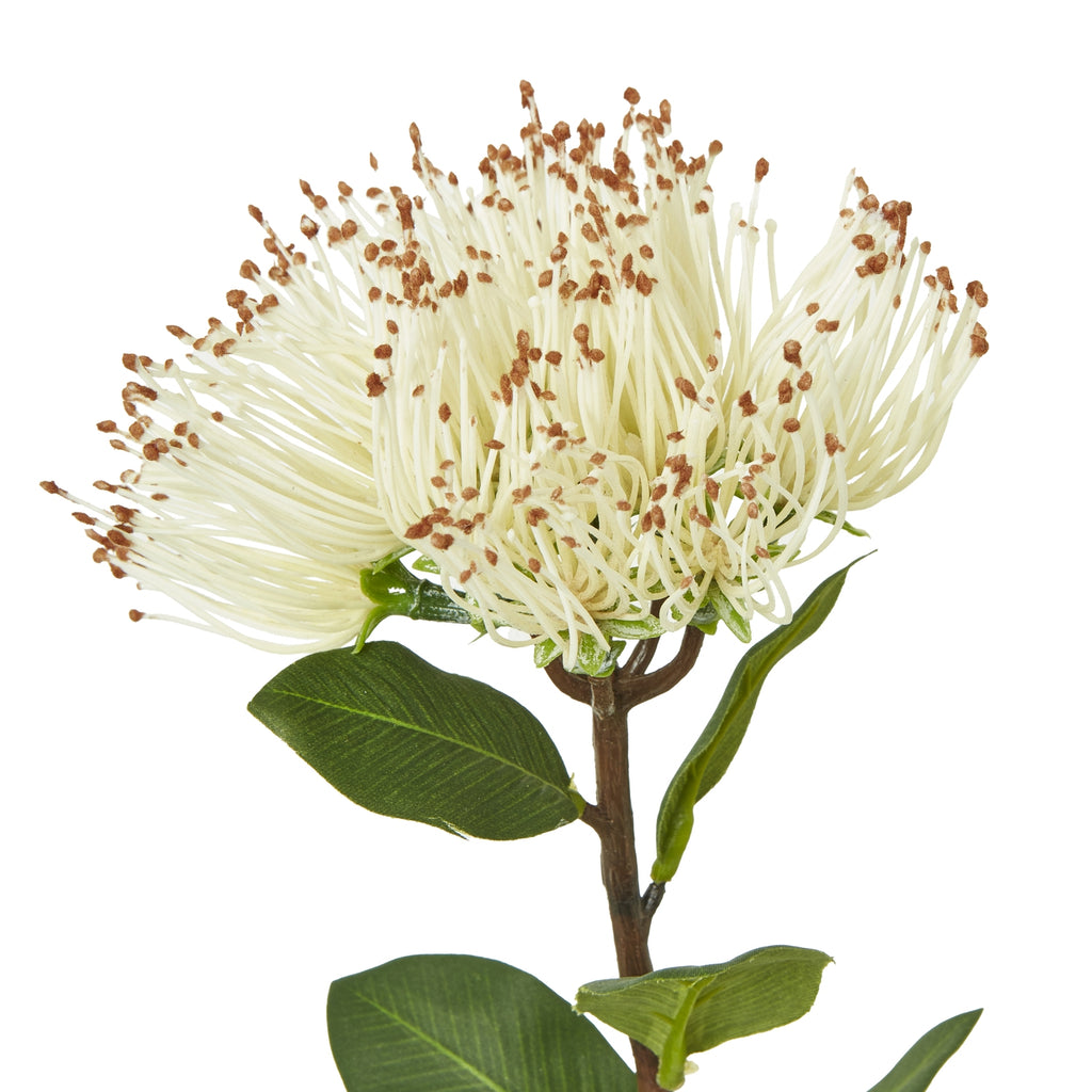 Cream Protea Nitida Stem - Cream