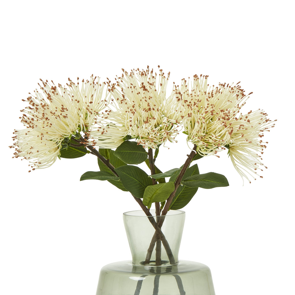 Cream Protea Nitida Stem - Cream