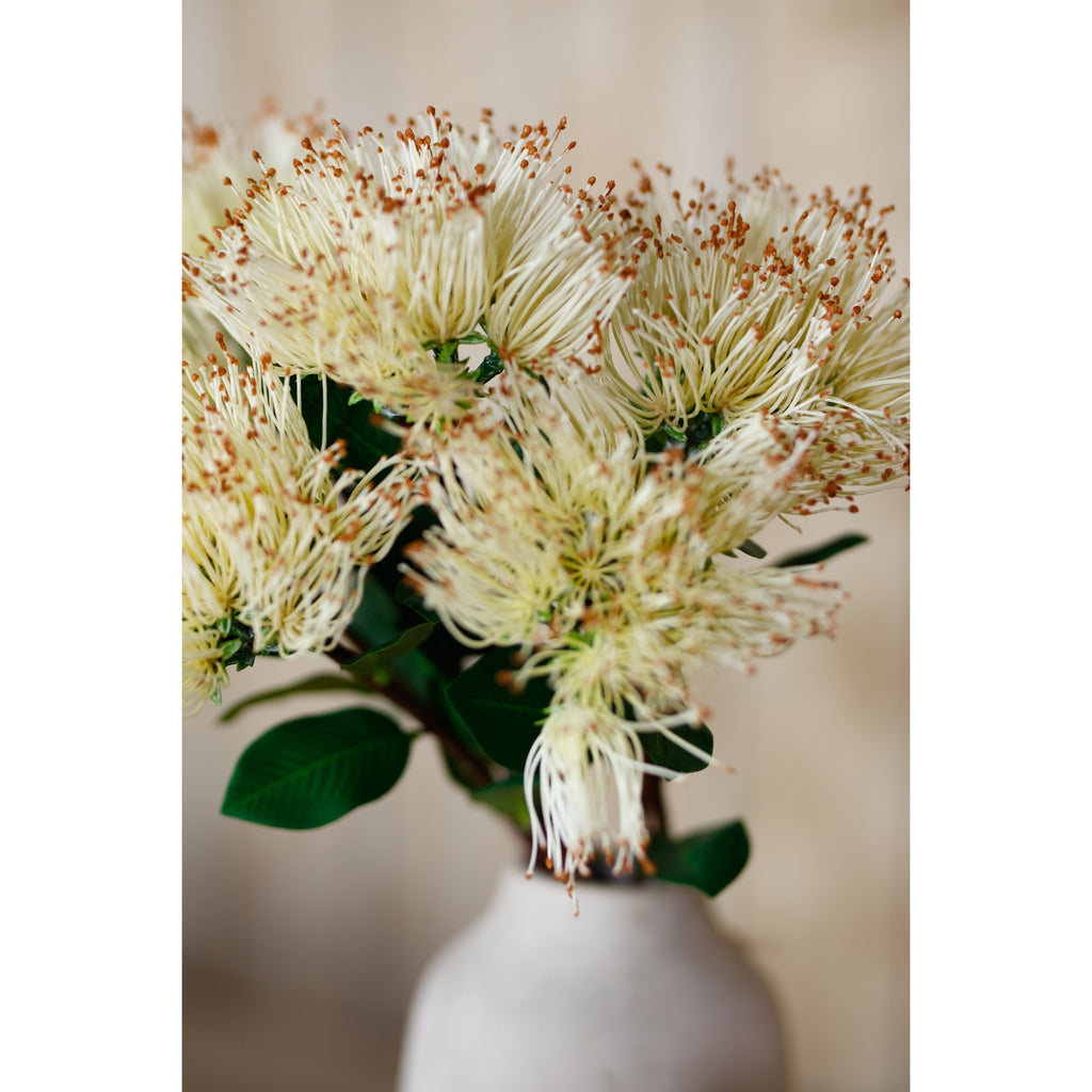Cream Protea Nitida Stem - Cream