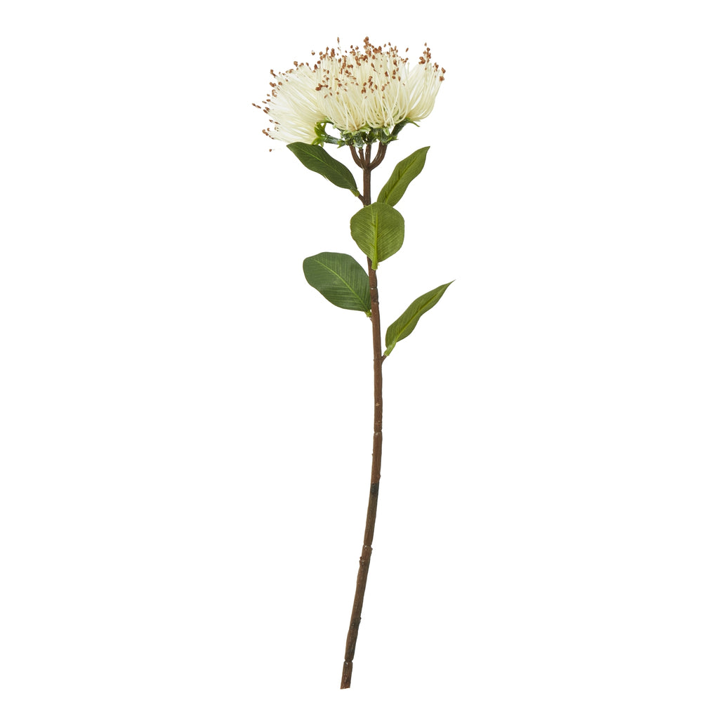 Cream Protea Nitida Stem - Cream