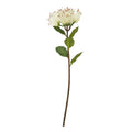 Cream Protea Nitida Stem - Cream