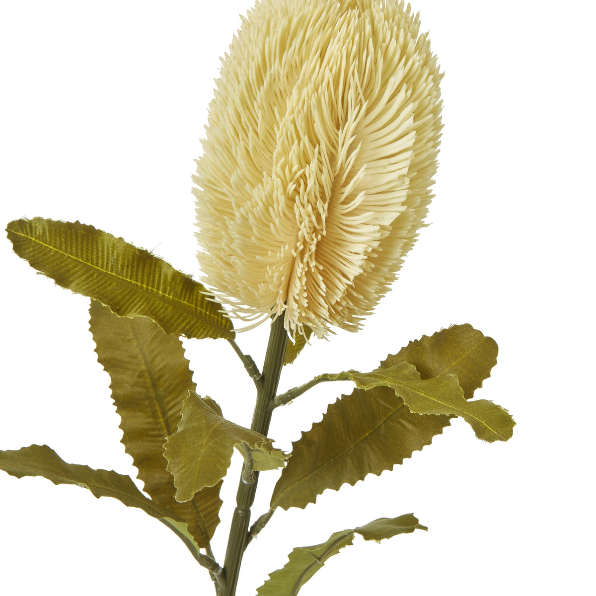Large Cream Banksia Serrata Stem - Cream