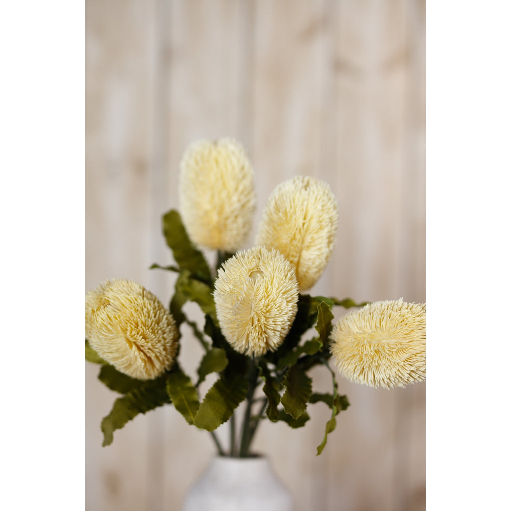 Large Cream Banksia Serrata Stem - Cream