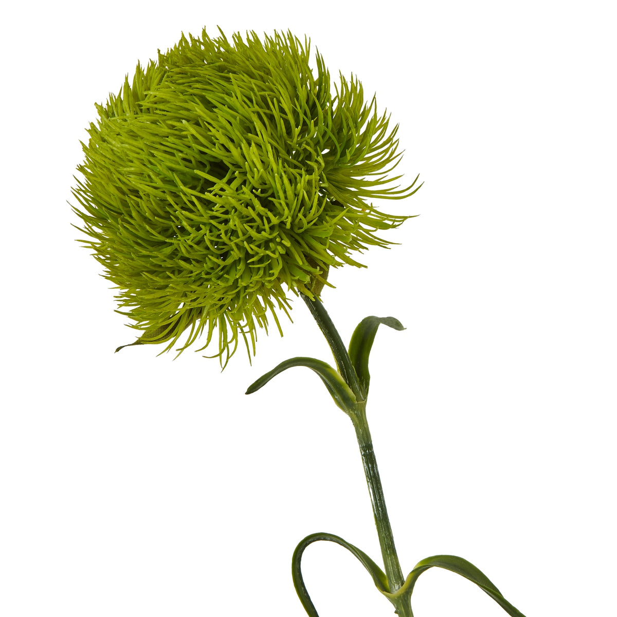 Light Green Dianthus Stem - Green