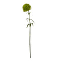 Light Green Dianthus Stem - Green