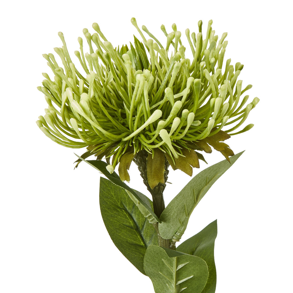 Green Protea Lorea Stem - Green