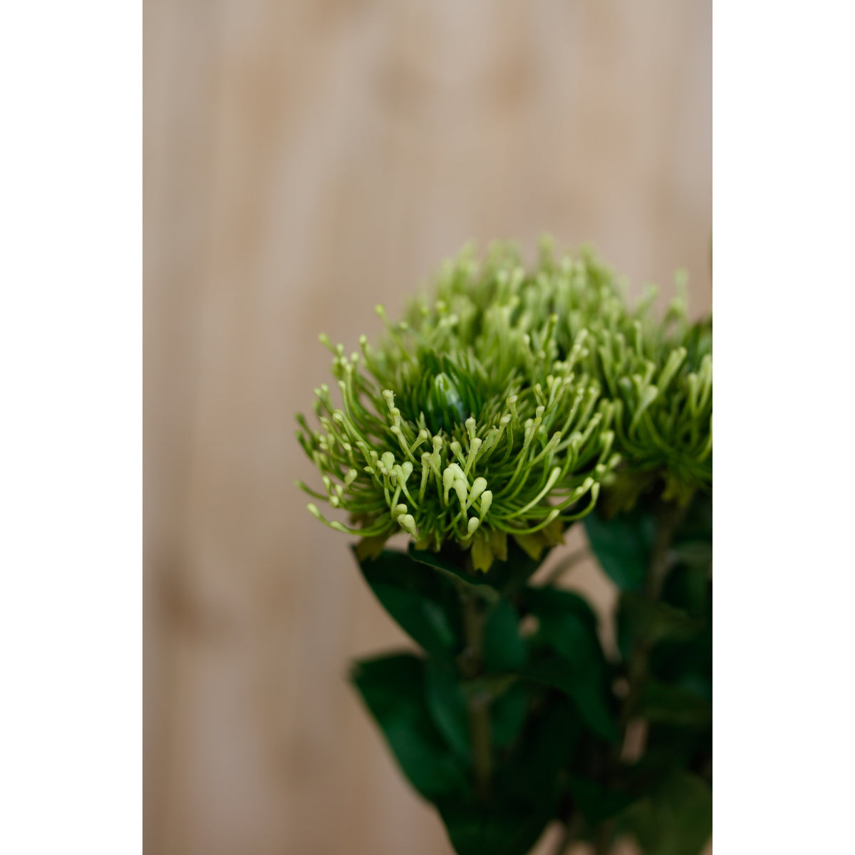 Green Protea Lorea Stem - Green