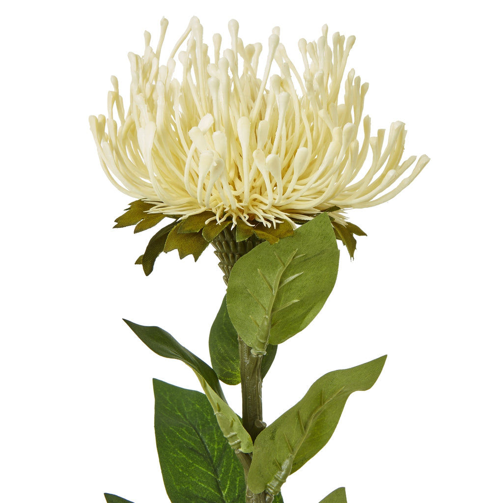 Cream Protea Lorea Stem - Cream