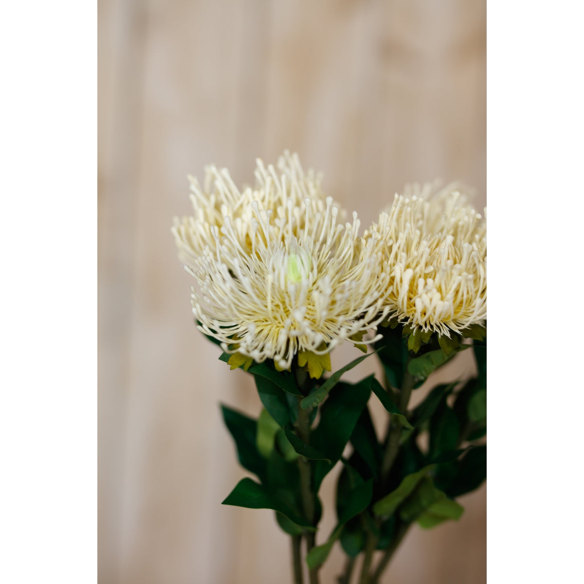 Cream Protea Lorea Stem - Cream