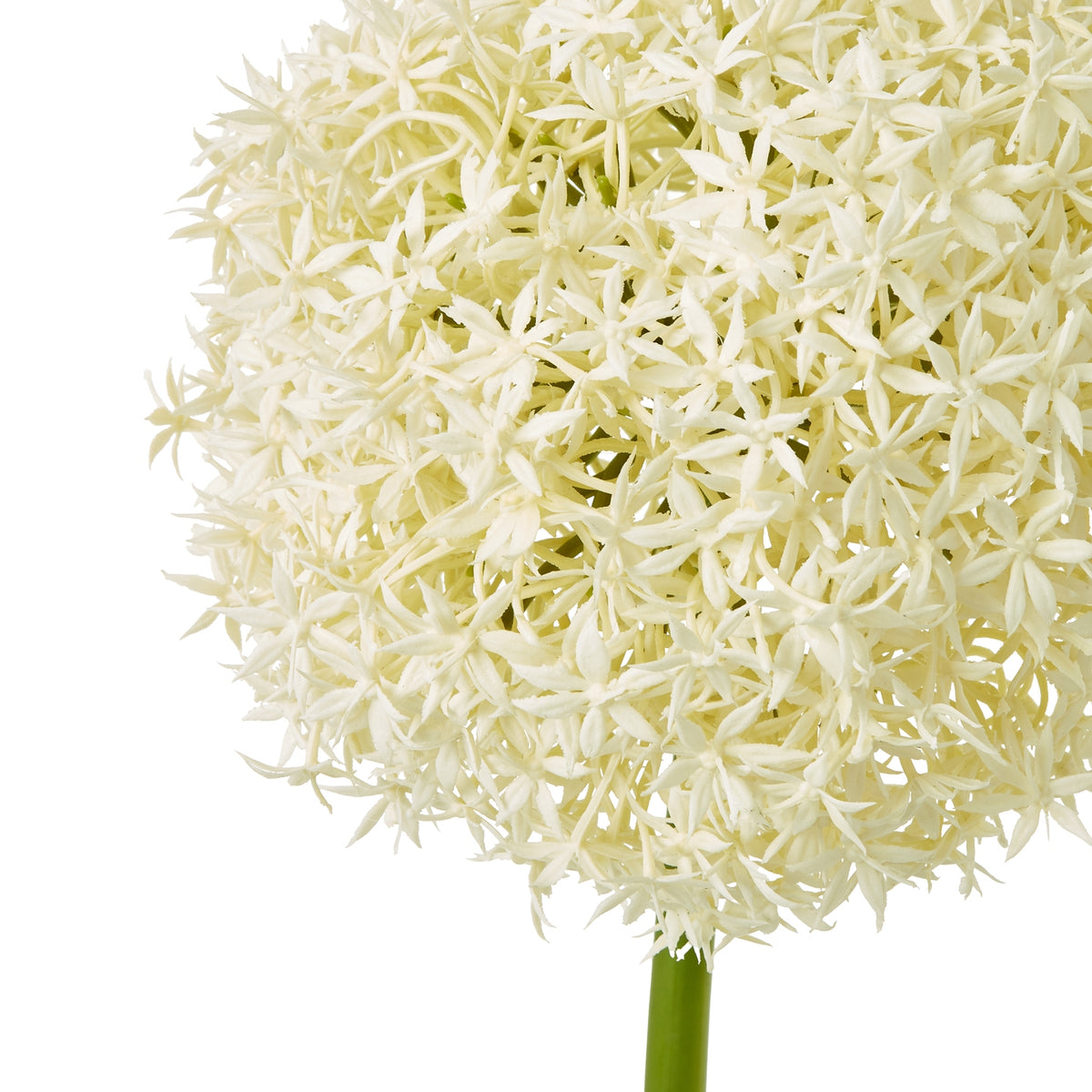 Cream Allium Stem - Cream