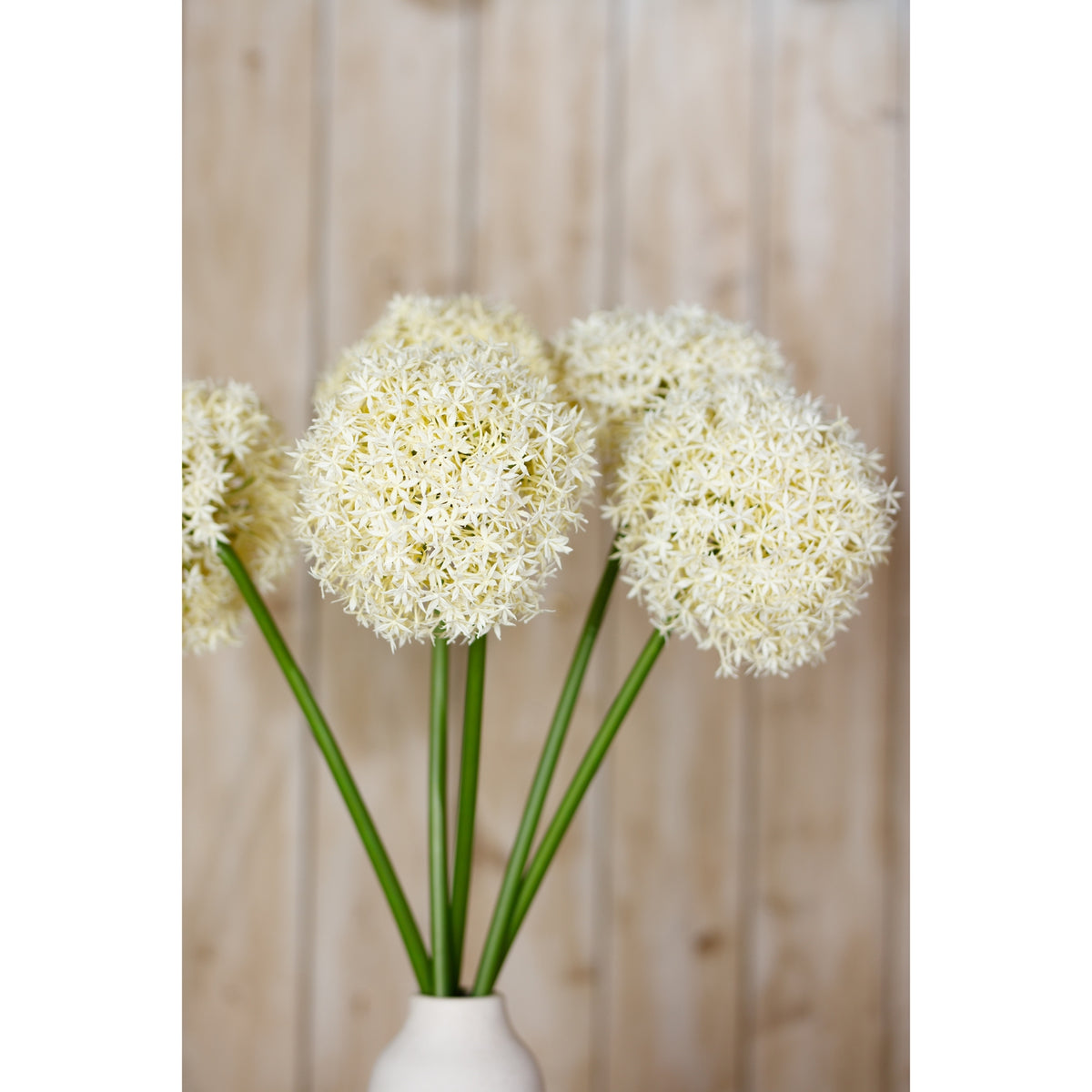 Cream Giant Allium Stem - Cream