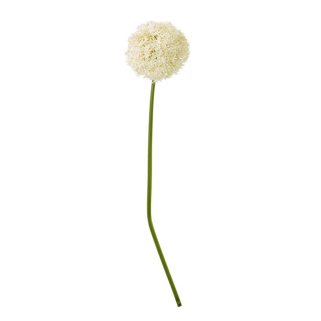 Cream Allium Stem