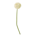 Cream Allium Stem