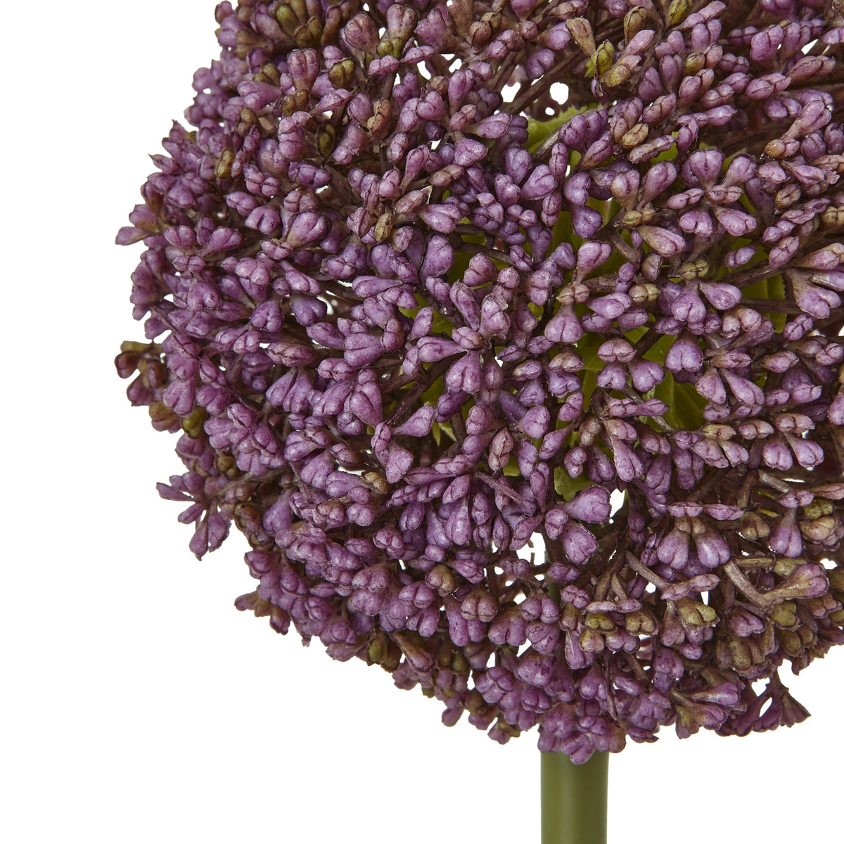 Purple Allium Stem - Purple